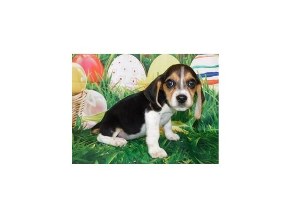 Beagle-DOG-Female-Black White / Tan-11734-Petland Batavia, Illinois