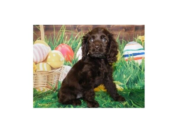 Cocker Spaniel-DOG-Female-Chocolate-11737-Petland Batavia, Illinois