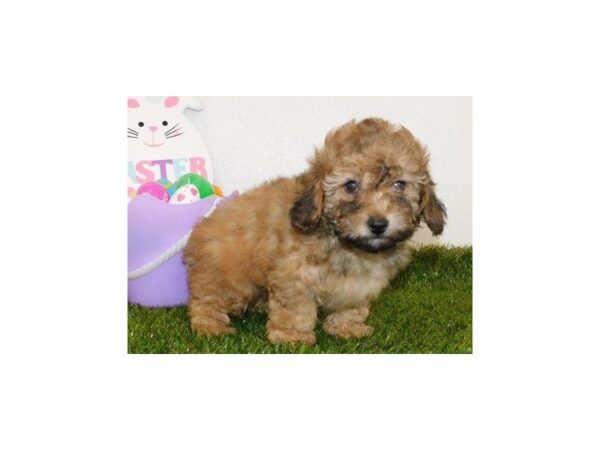 Poodle Mini-DOG-Female-Red Sable-11741-Petland Batavia, Illinois