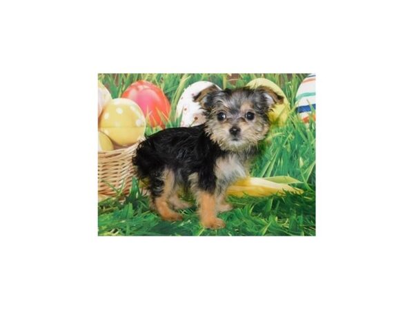 Yorkshire Terrier-DOG-Female-Black / Tan-11743-Petland Batavia, Illinois