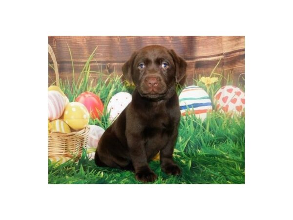 Labrador Retriever DOG Male Chocolate 11738 Petland Batavia, Illinois