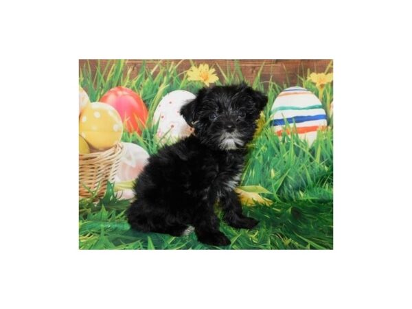 Yorkie Poo DOG Female Black 11745 Petland Batavia, Illinois