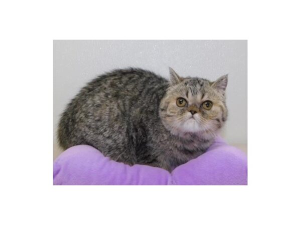 Exotic Shorthair-CAT-Female-Brown Mackeral Tabby-19884-Petland Batavia, Illinois