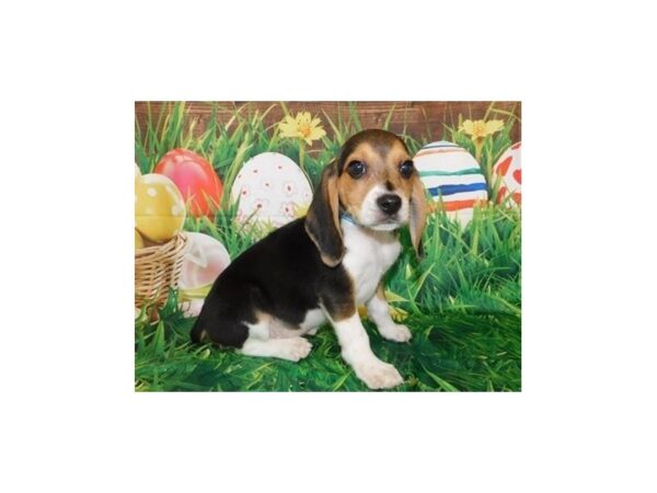 Beagle-DOG-Male-Black White / Tan-19878-Petland Batavia, Illinois