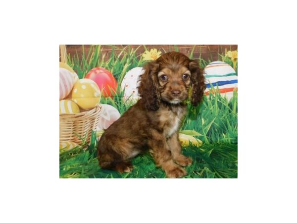 Cocker Spaniel DOG Female Chocolate Sable 19880 Petland Batavia, Illinois