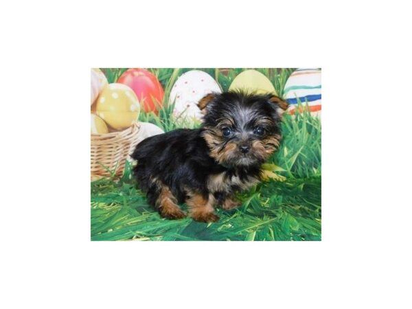 Yorkshire Terrier DOG Female Black / Tan 19883 Petland Batavia, Illinois