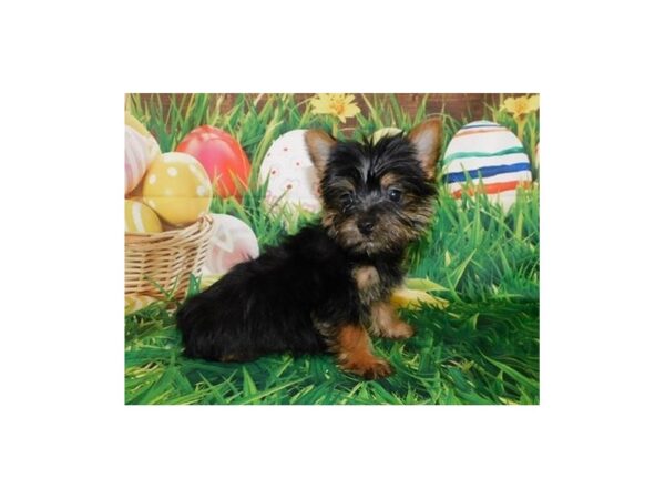 Yorkshire Terrier DOG Female Black / Tan 19882 Petland Batavia, Illinois