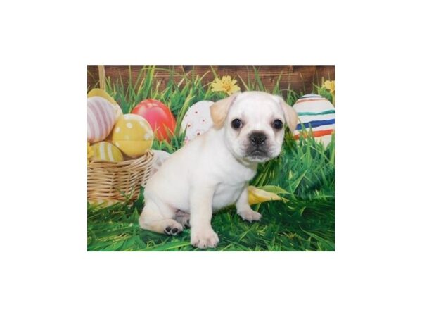 Frenchton DOG Male Cream 19887 Petland Batavia, Illinois