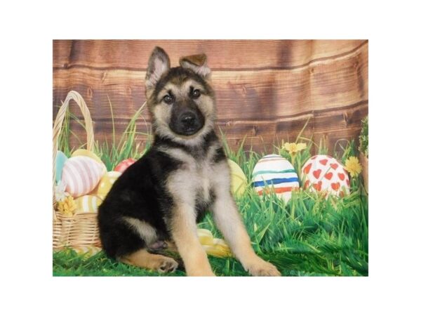 German Shepherd Dog DOG Male Black / Tan 19888 Petland Batavia, Illinois