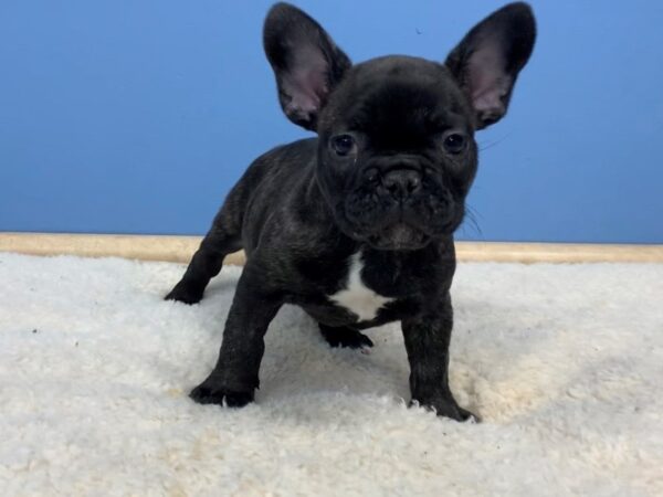 French Bulldog DOG Male Black Brindle 19628 Petland Batavia, Illinois