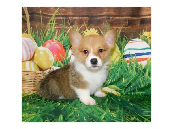 Pembroke Welsh Corgi DOG Female Sable / White 19640 Petland Batavia, Illinois