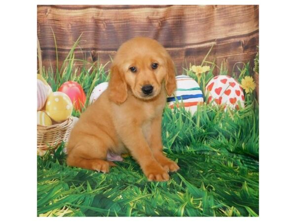 Golden Retriever DOG Male Dark Golden 19891 Petland Batavia, Illinois