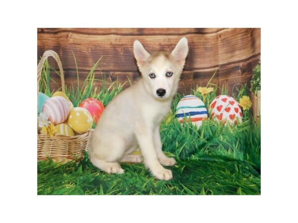 Siberian Husky DOG Female Gray / White 11758 Petland Batavia, Illinois