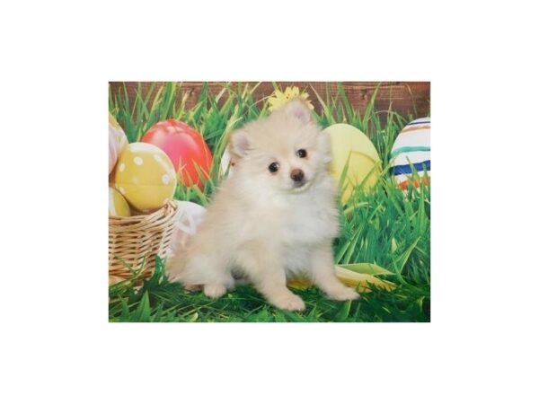 Pomeranian-DOG-Female-Cream-19641-Petland Batavia, Illinois