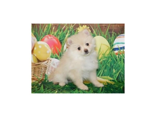 Pomeranian DOG Female Cream 19641 Petland Batavia, Illinois