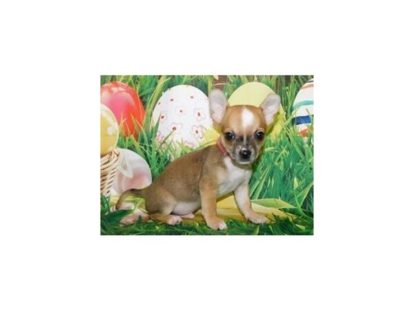 Chihuahua DOG Male Fawn 19643 Petland Batavia, Illinois