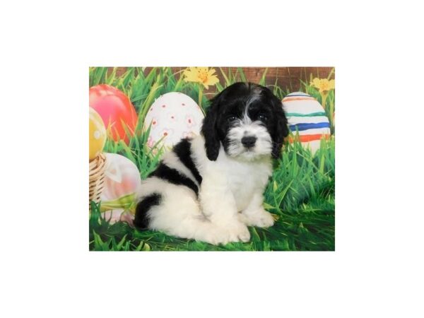 Cock A Poo-DOG-Male-Black / White-19644-Petland Batavia, Illinois