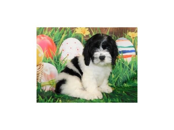 Cock A Poo DOG Male Black / White 19644 Petland Batavia, Illinois