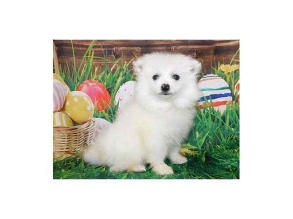 American Eskimo Dog DOG Female White 19642 Petland Batavia, Illinois