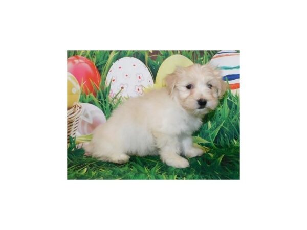 Havanese-DOG-Female-Cream-19638-Petland Batavia, Illinois