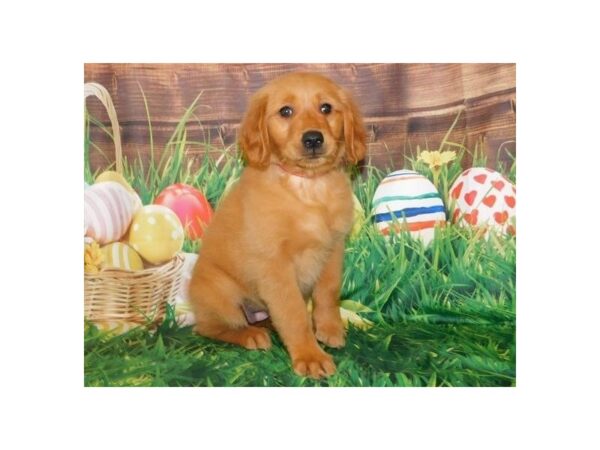 Golden Retriever DOG Female Dark Golden 19637 Petland Batavia, Illinois