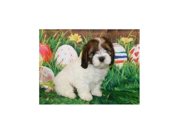 Cock A Poo-DOG-Male-Sable / White-19893-Petland Batavia, Illinois