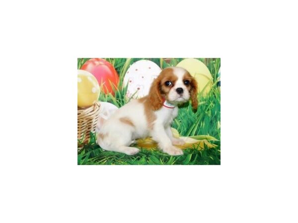 Cavalier King Charles Spaniel-DOG-Female-Blenheim-19890-Petland Batavia, Illinois