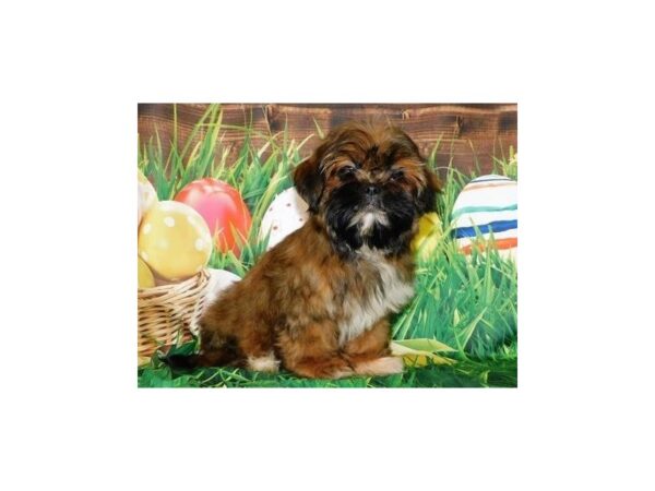 Shih Tzu DOG Female Red Gold 19892 Petland Batavia, Illinois