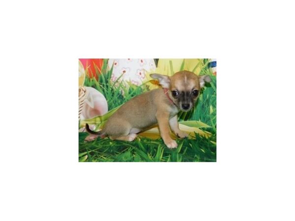 Chihuahua-DOG-Female-Fawn-11751-Petland Batavia, Illinois