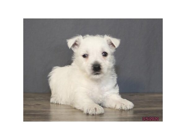 West Highland White Terrier DOG Female White 11767 Petland Batavia, Illinois