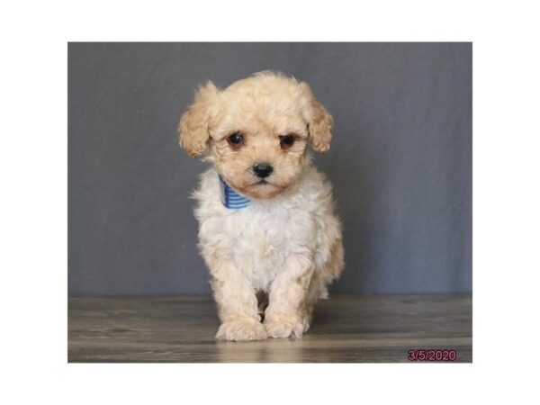 Poodle Mini DOG Male Apricot 11766 Petland Batavia, Illinois