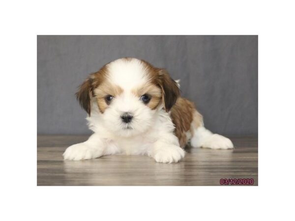 Lhasa Apso DOG Female Red / White 11764 Petland Batavia, Illinois