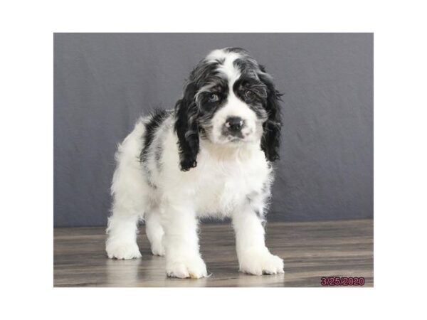 Cocker Spaniel DOG Male Blue Roan 11762 Petland Batavia, Illinois