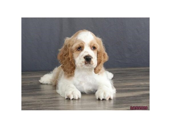 Cocker Spaniel DOG Male Buff / White 11763 Petland Batavia, Illinois