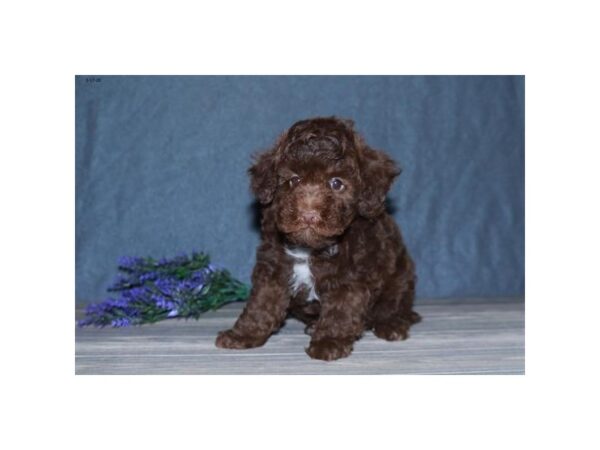 Poodle Mini DOG Male Chocolate 11765 Petland Batavia, Illinois