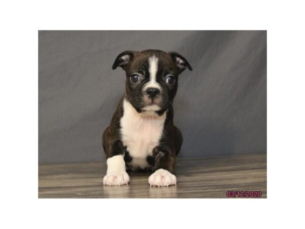 Boston Terrier DOG Female Brindle / White 19645 Petland Batavia, Illinois