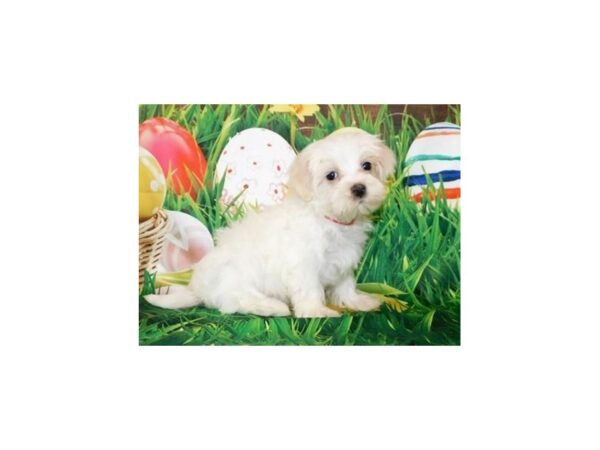 Maltese DOG Male White 11754 Petland Batavia, Illinois