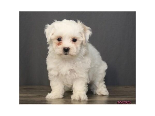 Maltese DOG Female White / Cream 19647 Petland Batavia, Illinois