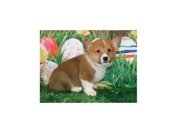 Pembroke Welsh Corgi DOG Male Sable / White 11755 Petland Batavia, Illinois