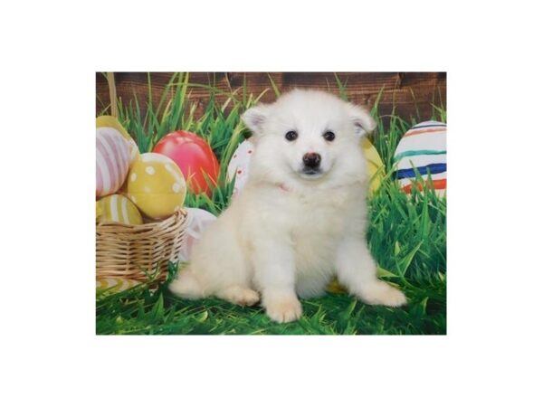 American Eskimo Dog DOG Female White 11759 Petland Batavia, Illinois