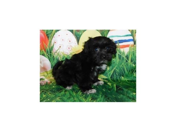 Havanese-DOG-Female-Black-11753-Petland Batavia, Illinois