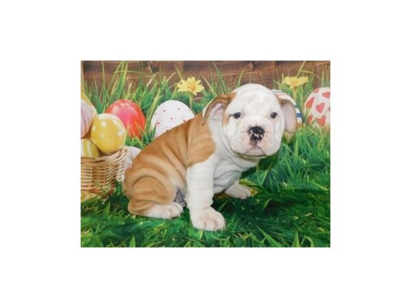 English Bulldog DOG Male Red / White 11749 Petland Batavia, Illinois