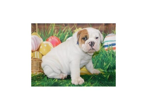 English Bulldog-DOG-Male-White-11748-Petland Batavia, Illinois