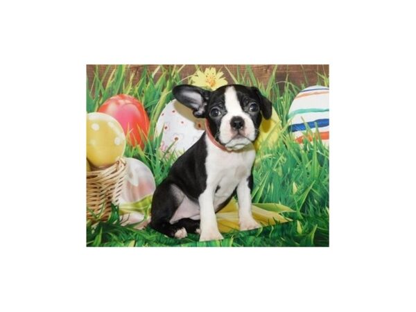 Boston Terrier DOG Female Black / White 11747 Petland Batavia, Illinois