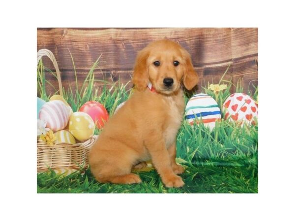 Golden Retriever DOG Female Dark Golden 11752 Petland Batavia, Illinois