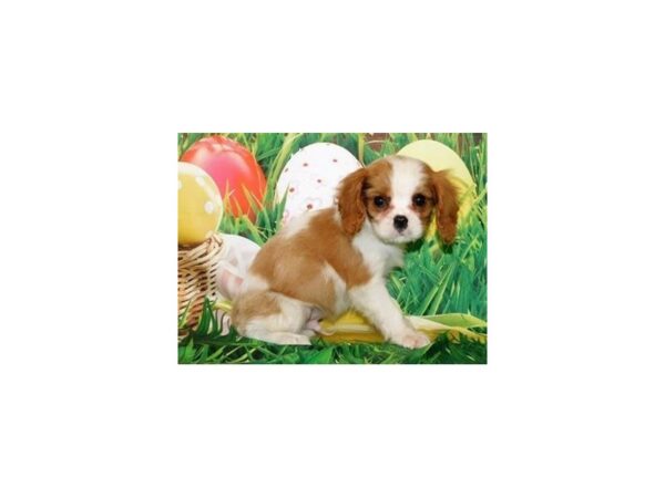 Cavalier King Charles Spaniel-DOG-Male-Blenheim-11750-Petland Batavia, Illinois