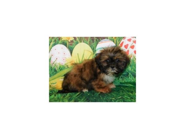 Shih Tzu DOG Female Red Gold 11757 Petland Batavia, Illinois