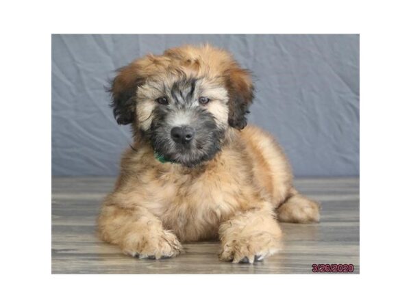 Soft Coated Wheaten Terrier DOG Male Wheaten 11772 Petland Batavia, Illinois