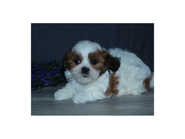 Teddy Bear DOG Female Red / White 11771 Petland Batavia, Illinois