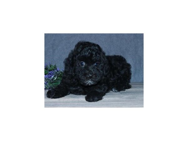 Poodle Mini-DOG-Male-Black-19648-Petland Batavia, Illinois